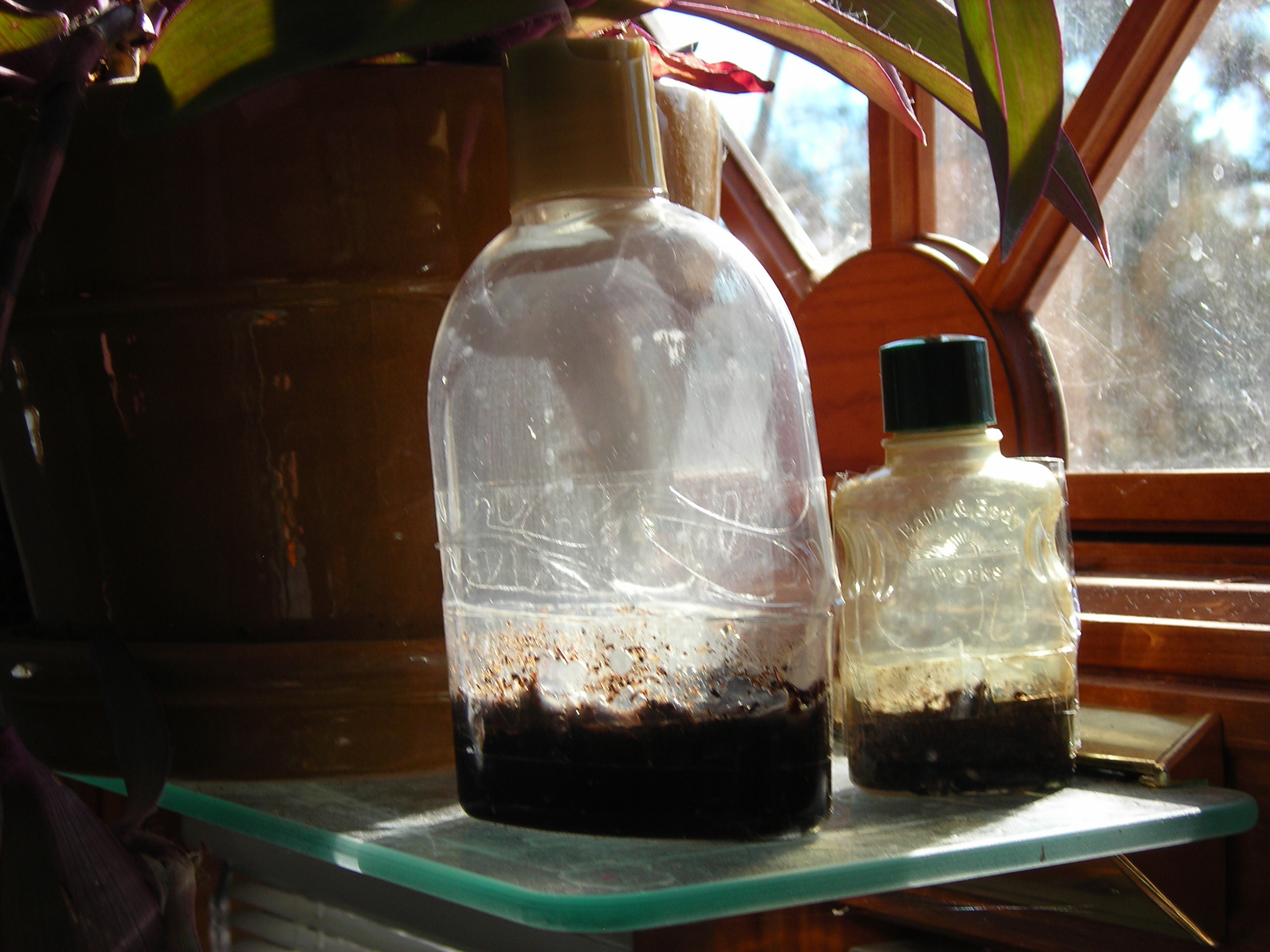 Seed Starters